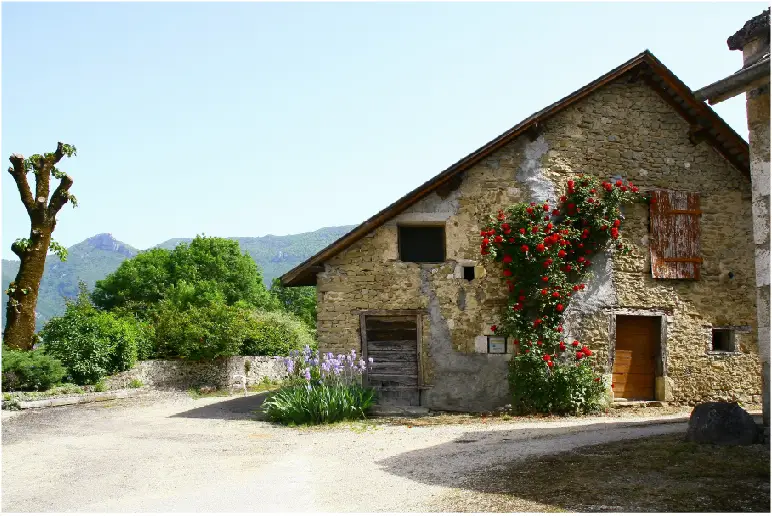 Maison ancienne en pierre avec un rosier grimpant en façade