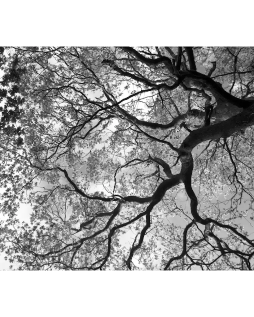 Ramure d’un arbre vue d’en dessous, en noir et blanc